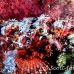 scorpionfish_papuan_shag_h_0705_png0916.jpg